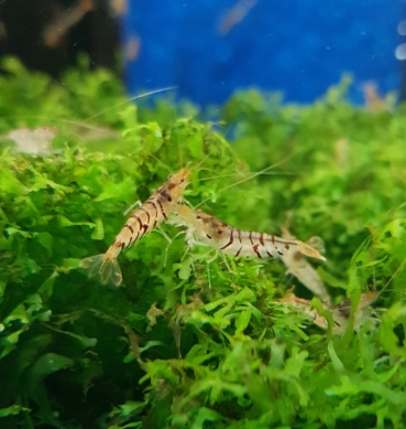 WildeTiger